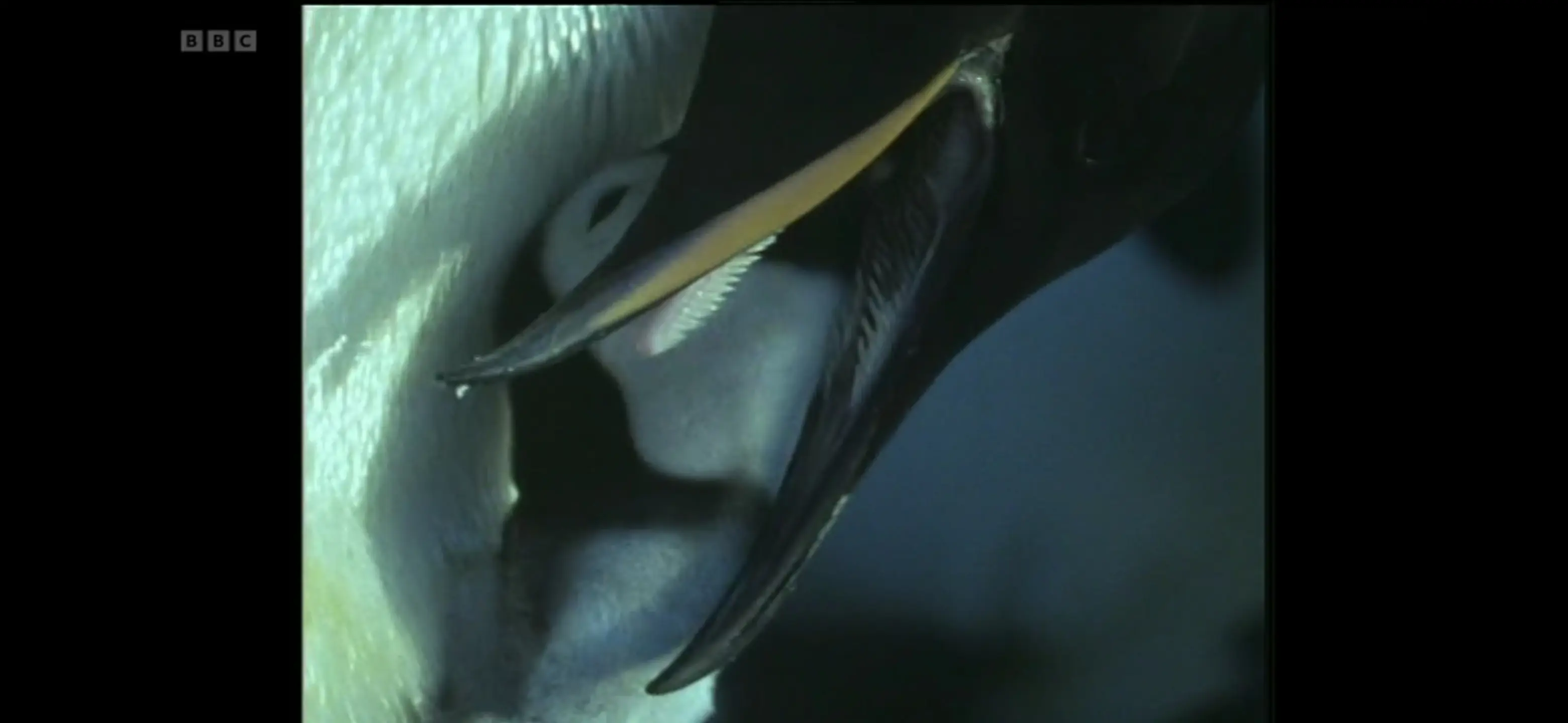 Emperor penguin (Aptenodytes forsteri) as shown in Life in the Freezer - The Big Freeze